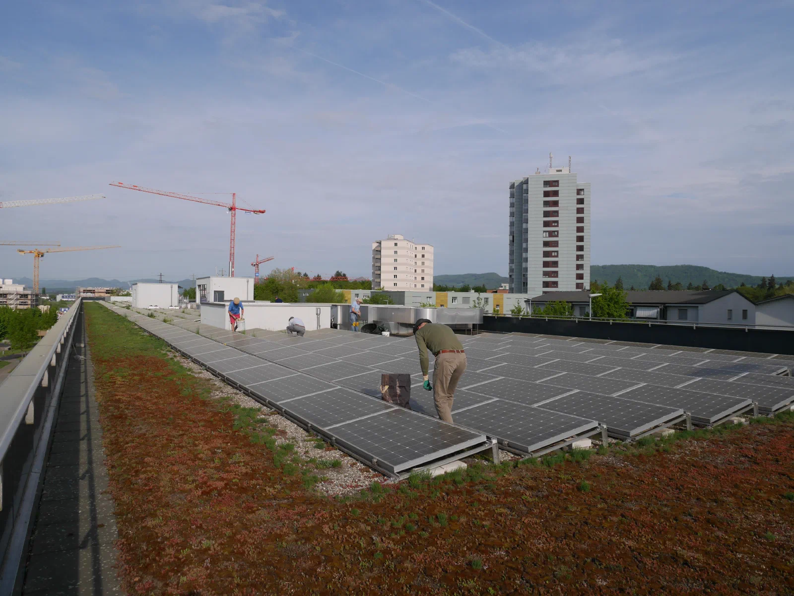 Ein Helfer jätet zwischen den Solarmodulen auf dem begrünten Dach