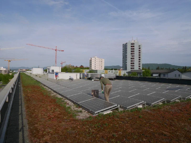 Ein Helfer jätet zwischen den Solarmodulen auf dem begrünten Dach